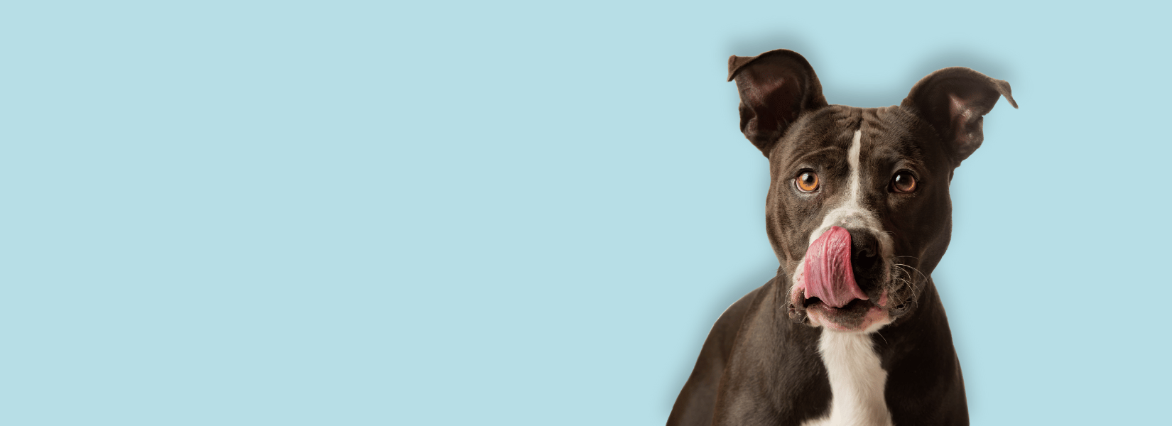 Czy pies musi ugryźć? | Akademia Barbakusa