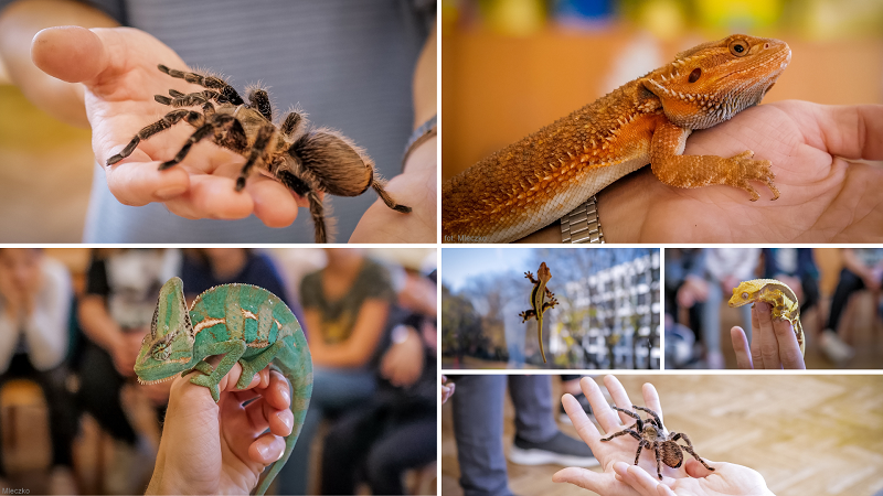 Poznaj egzotyczne zwierzęta | Rodzinne warsztaty zoologiczne