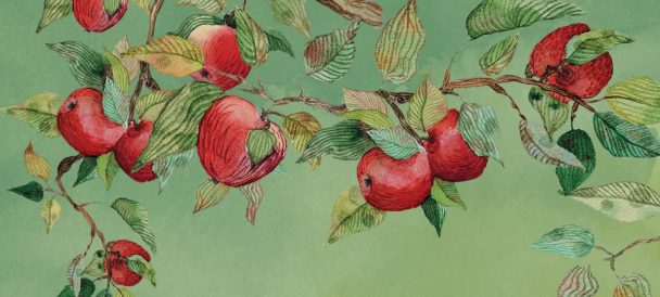 Rysunek czerwonych jabłek na gałęzi.