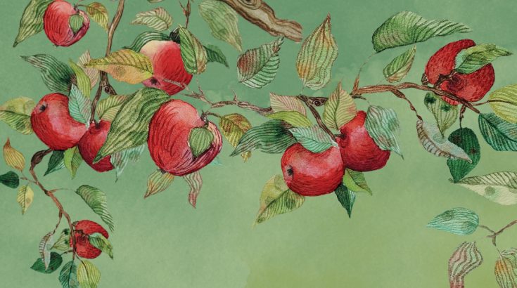 Rysunek czerwonych jabłek na gałęzi.