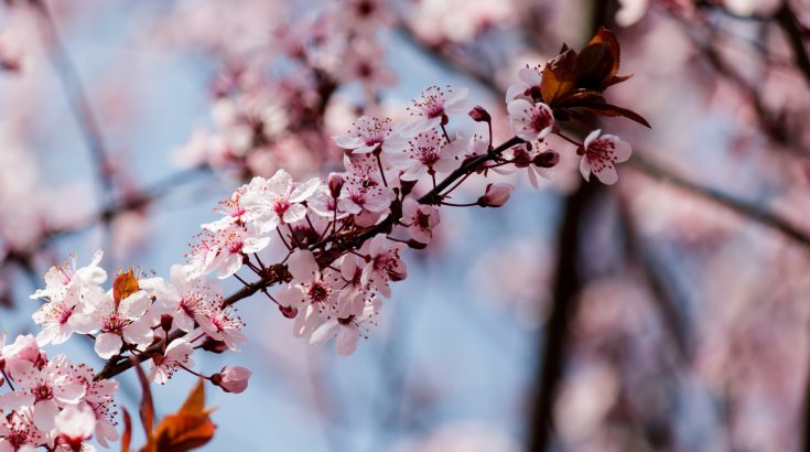 Fotografia gałęzi z wiosennymi kwiatami.