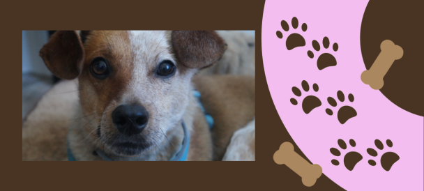 Portret psa ze schroniska, po prawej ślady psich łap na różowo-brązowym tle.